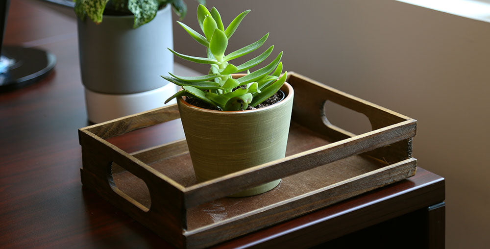 small leaf jade plant Buy Mini Leaf Jade Plants Online