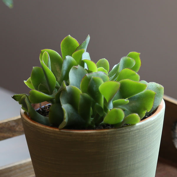 Curly Jade