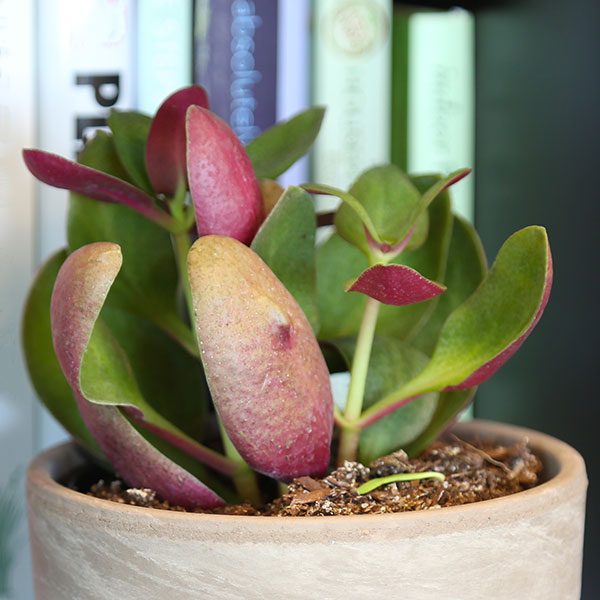 Crassula multicava