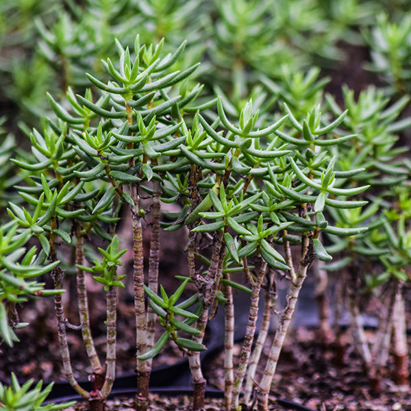 Crassula tetragona