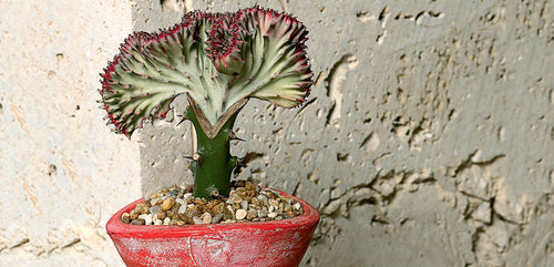 Crested Euphorbia