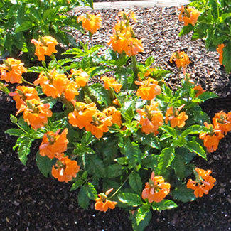 Orange Marmalade Crossandra