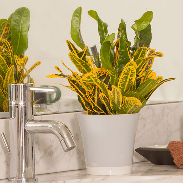 Banana Croton