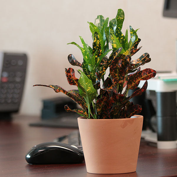 Bush on Fire Croton