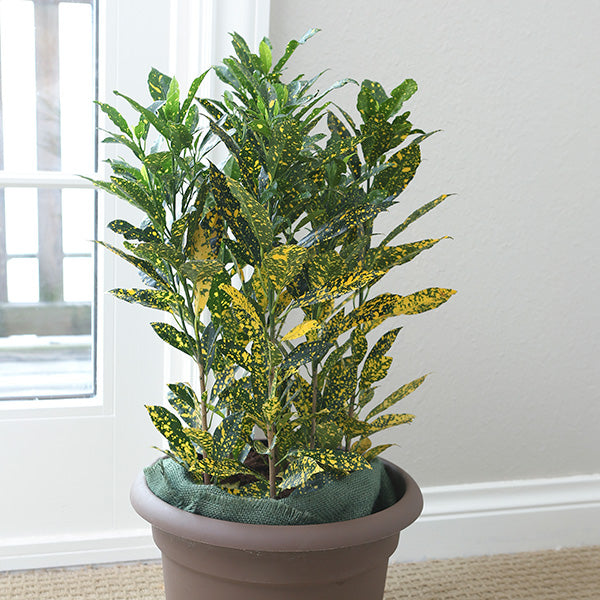 Gold Dust Croton
