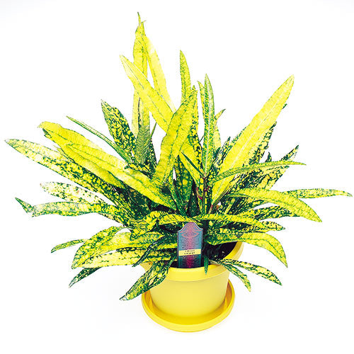 Gold Star Croton