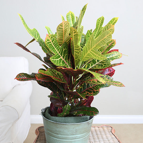 Oakleaf Croton