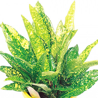 Superstar Croton
