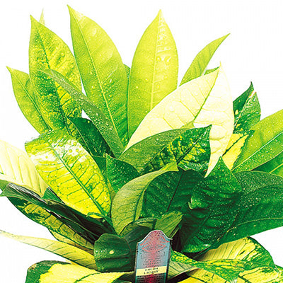 Yellow Iceton Croton