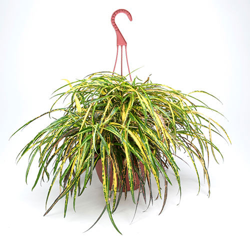 Zanzibar Croton