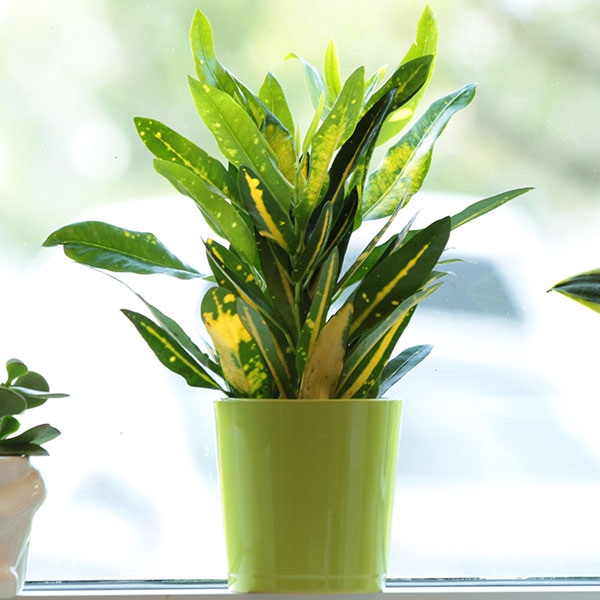 Sunny Star Croton