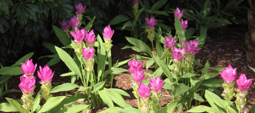 Photo of tulip ginger (Curcuma) plants in garden