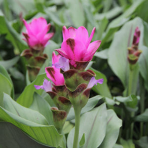 Closeup flower of Curcuma 'Siam Shadow'