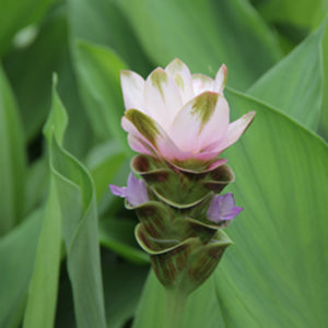 Closeup of Curcuma Siam Sparkling flower