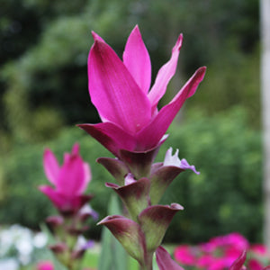 Closeup of Curcuma 'Siam Sunset' flower