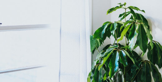 Do Houseplants Go Dormant in Winter?