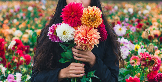 Dahlias: A Family Tradition