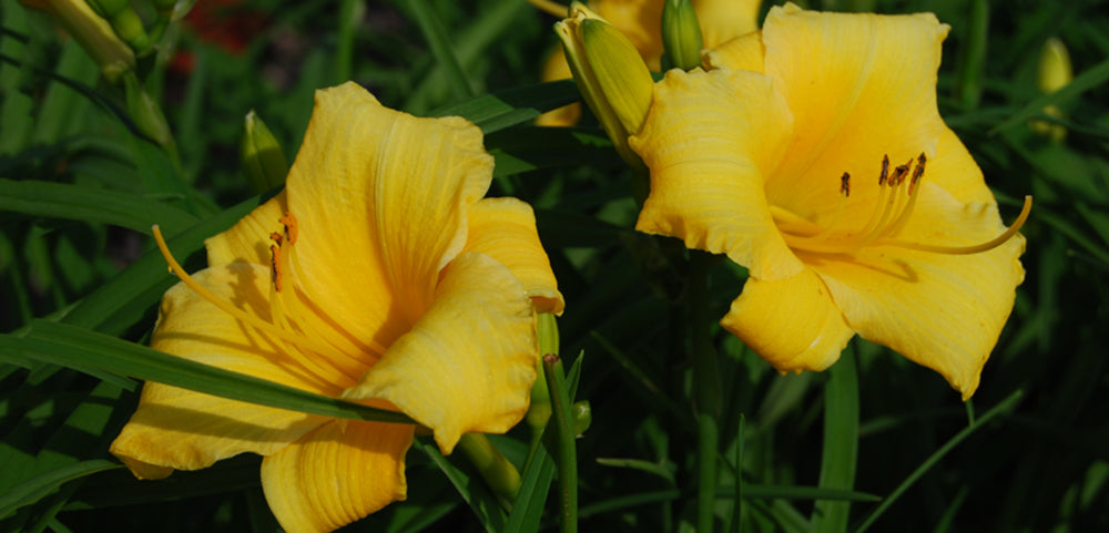 Daylily – Costa Farms