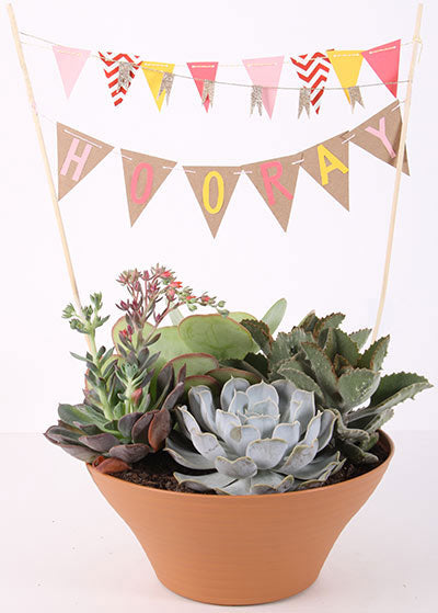 Decorate Your Favorite Plants for Parties