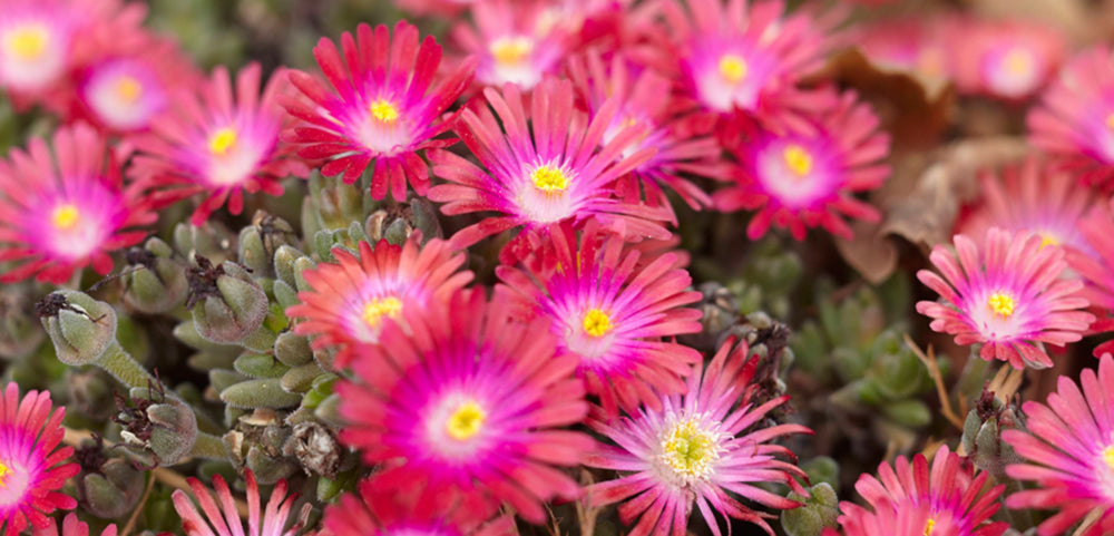 Ice Plant  Costa Farms