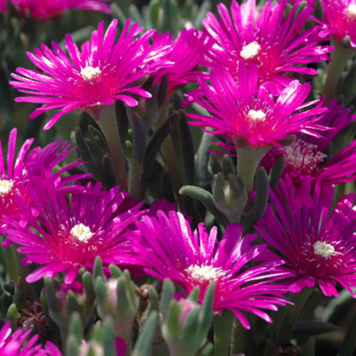Cooper's Ice Plant
