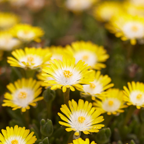 Peridot Ice Plant