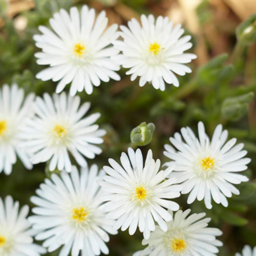 Moonstone Ice Plant
