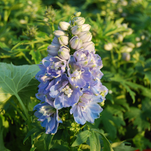 Aurora Light Blue