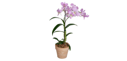 Orchid, Dendrobium