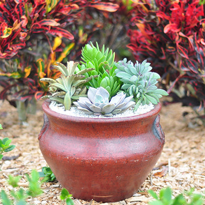 12 Consejos Útiles a la Hora de Cultivar Cactus y Suculentas