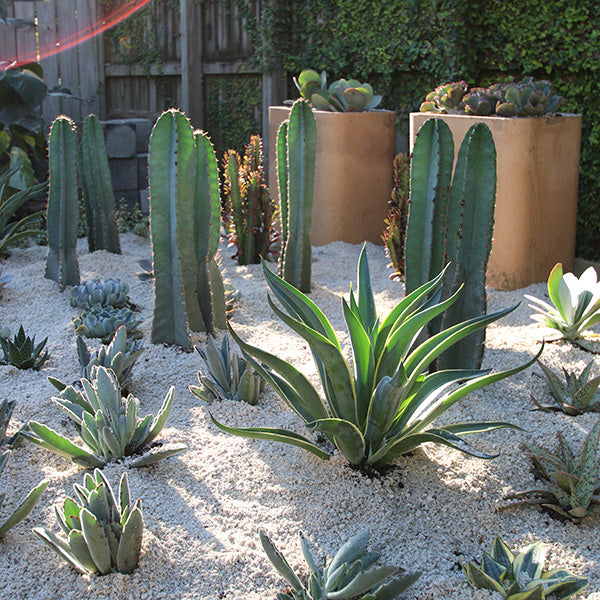5 Tips to Create Your Own Desert Escape