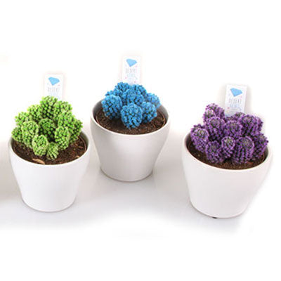 Cultiva y Decora con los Cactus de la Colección Desert Gems