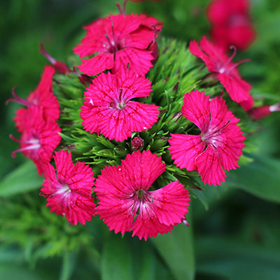 Jolt Cherry Dianthus