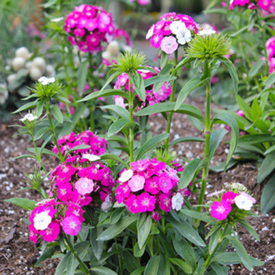Dash Magician Dianthus