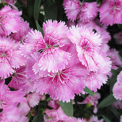 Diabunda Rose Dianthus
