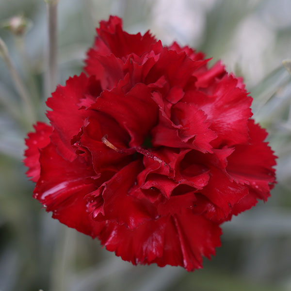 Grenadin Red