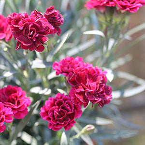 Odessa Red Dianthus