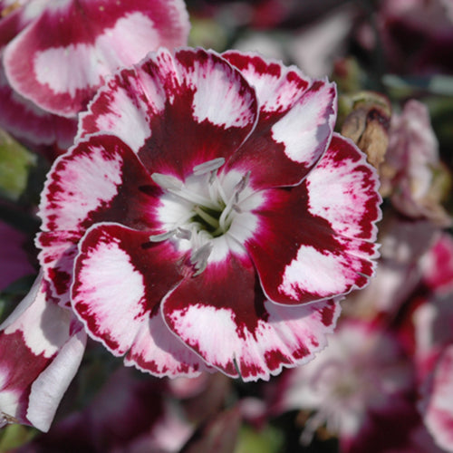 Raspberry Swirl
