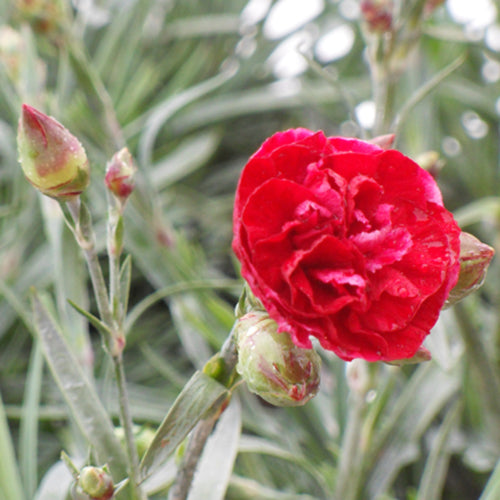 Scent First Passion