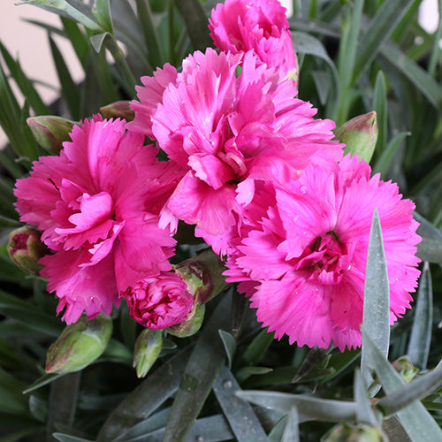 Scent First Tickled Pink