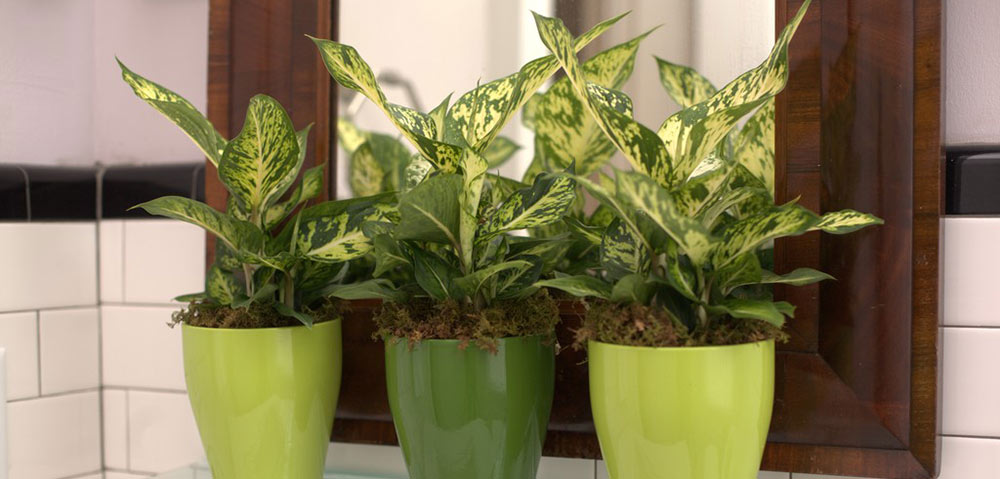 Dieffenbachia  Costa Farms