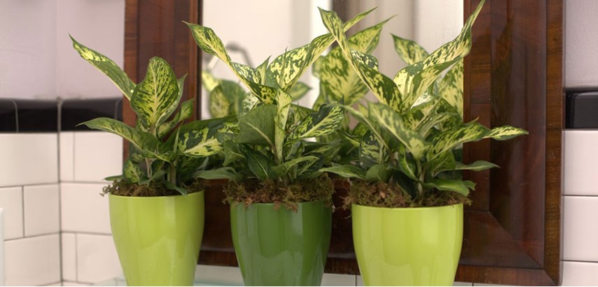 Reach for the Gold: 10 Plants with Yellow Variegation  Costa Farms