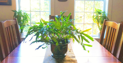 Plants for dining table hotsell