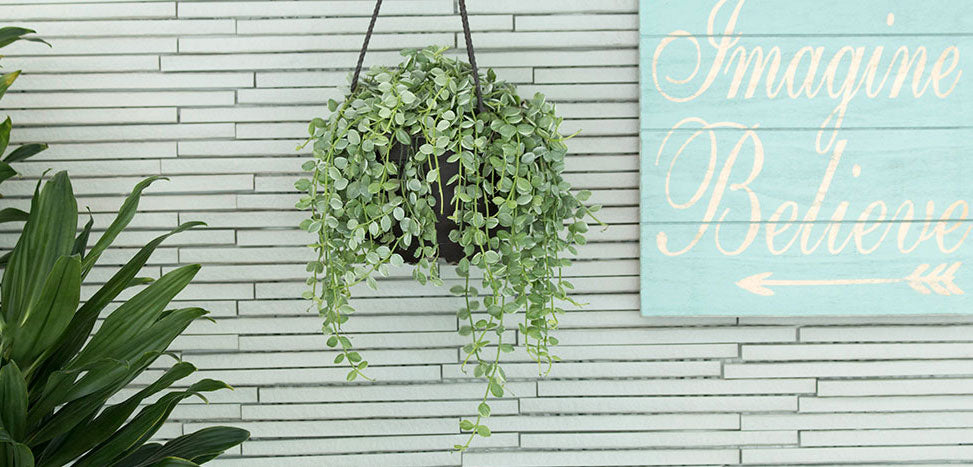 Dischidia – Costa Farms