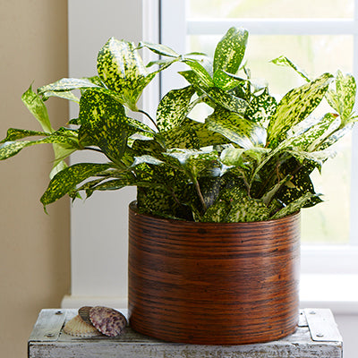 Consejos para Tus Plantas en Interiores Durante el Invierno