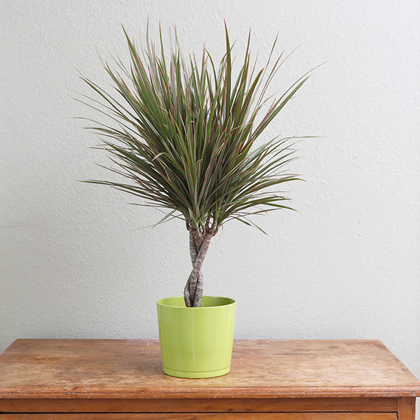 Variegated Madagascar Dragon Tree