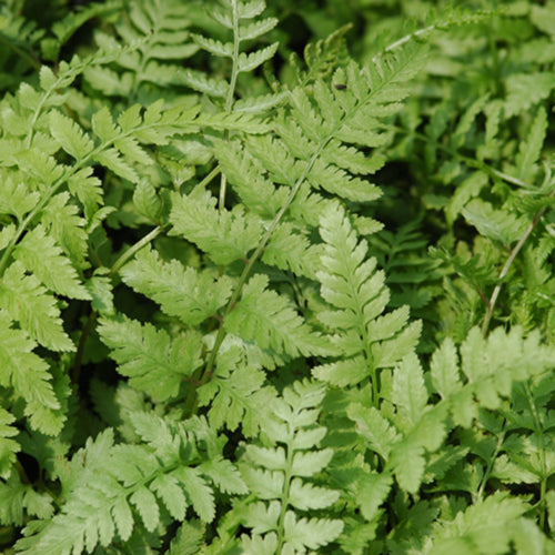 Autumn Fern