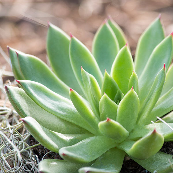 Echeveria agavoides