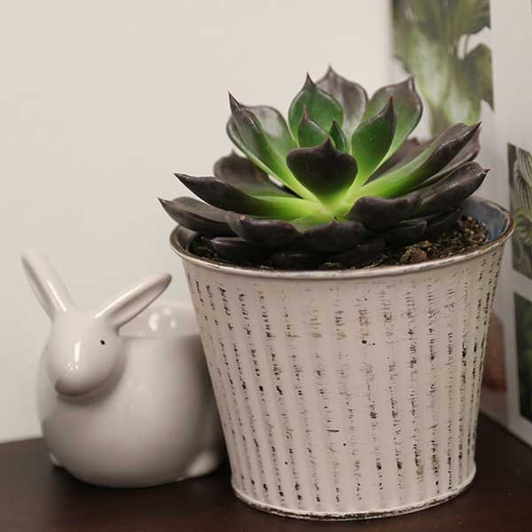 Black Prince Echeveria