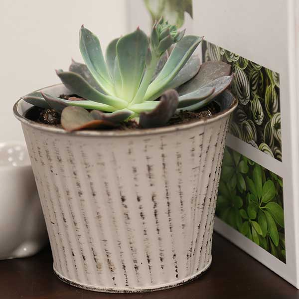 Princess Blue Echeveria